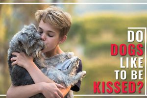 Vinden honden het leuk om gekust te worden?