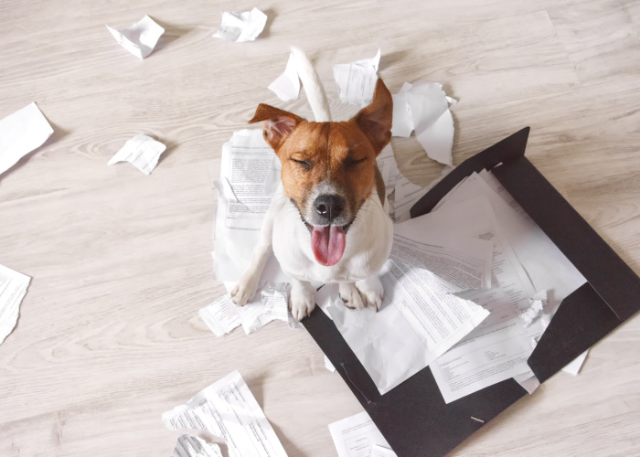 Hond at papier uit verveling
