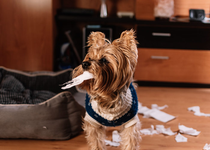 Hond die papier eet