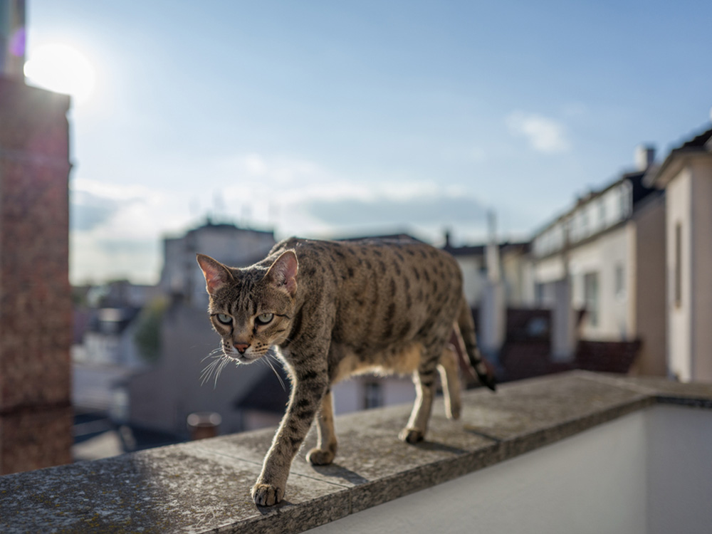 grote hybride binnenlandse savanne kattenwandelingen op balkon