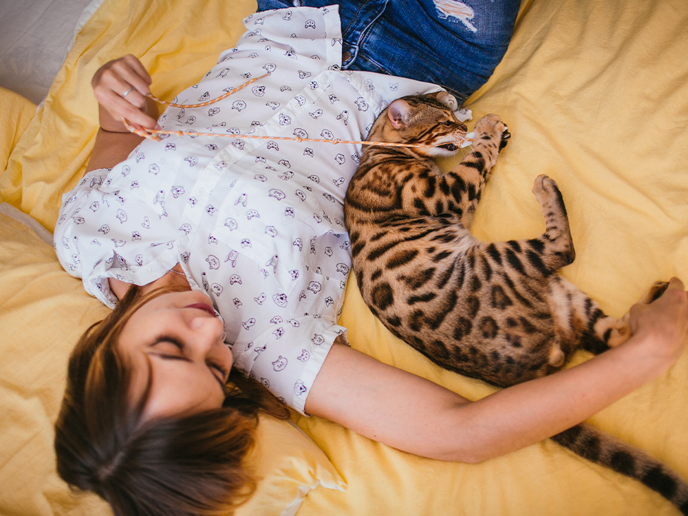 Vrouw speelt met een grote binnenlandse Bengaalse kat op een bed
