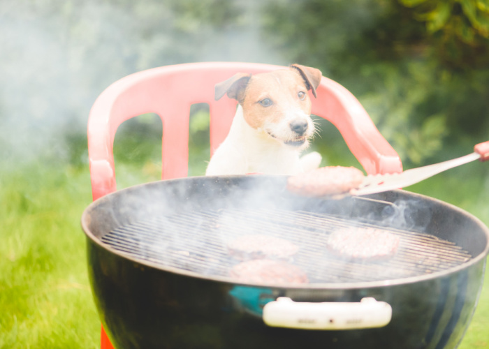 kunnen honden houtskool eten