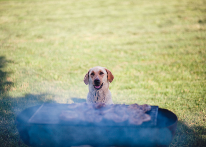Kunnen honden houtskoolpoeder eten