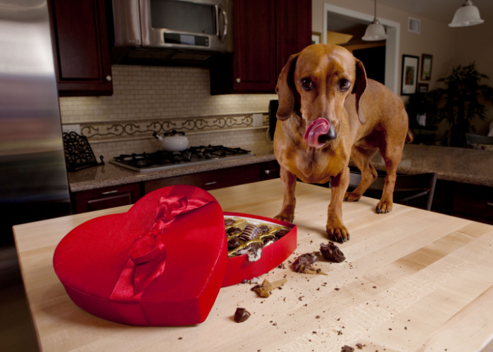 Chocoladevergiftiging bij honden