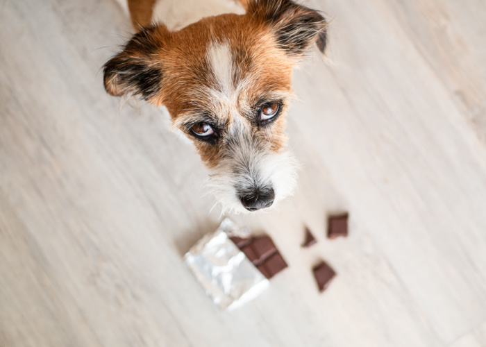 Kunnen honden chocolade eten