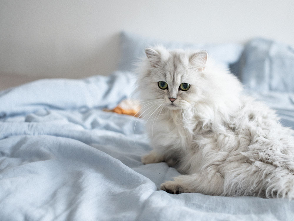 donzige witte Perzische kat op bed