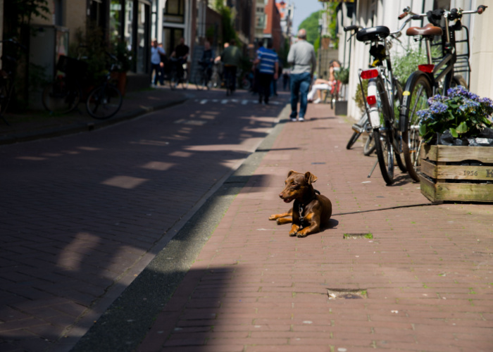 Hond in Amsterdam