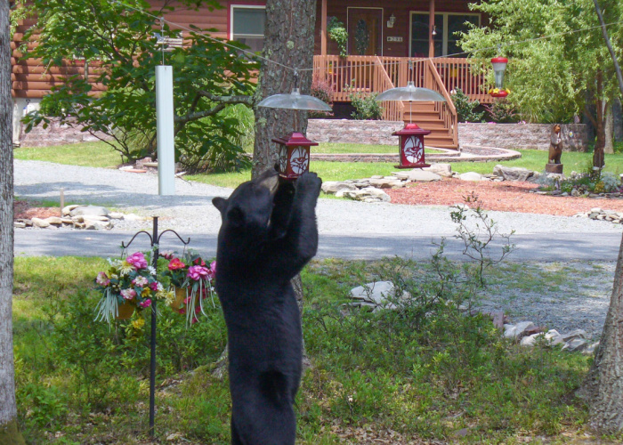 Zwarte beer die staat te eten van een vogelvoeder in Hawley de Poconos Pennsylvania