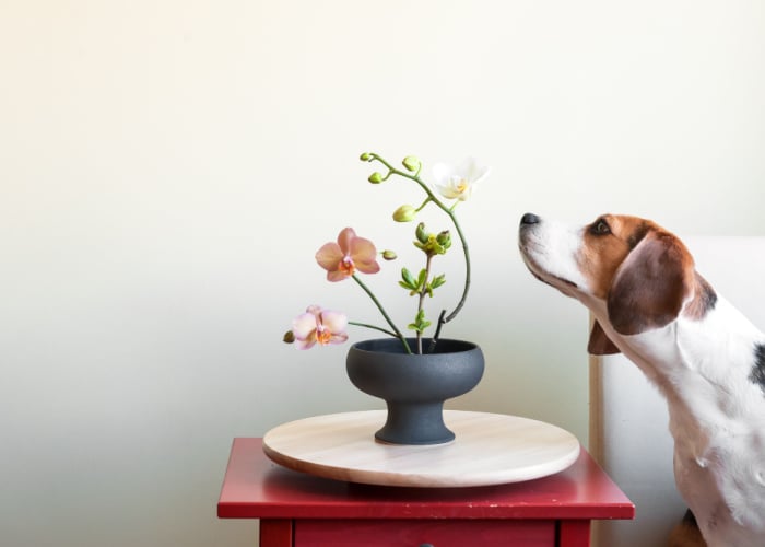 zijn orchideeën giftig voor honden