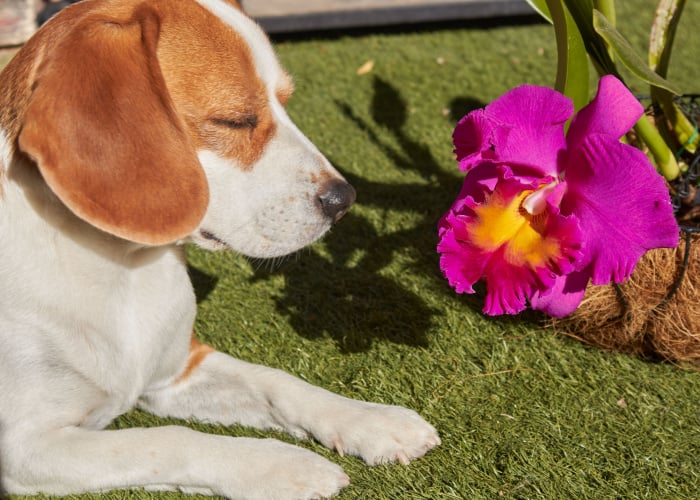 zijn honden allergisch voor orchideeën