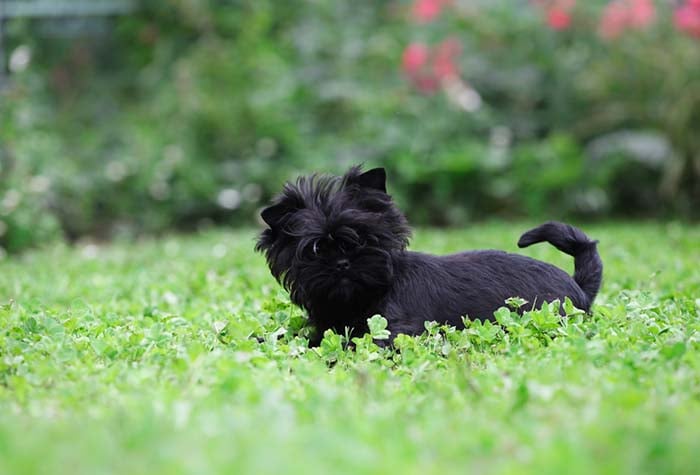 Affenpinscher puppy