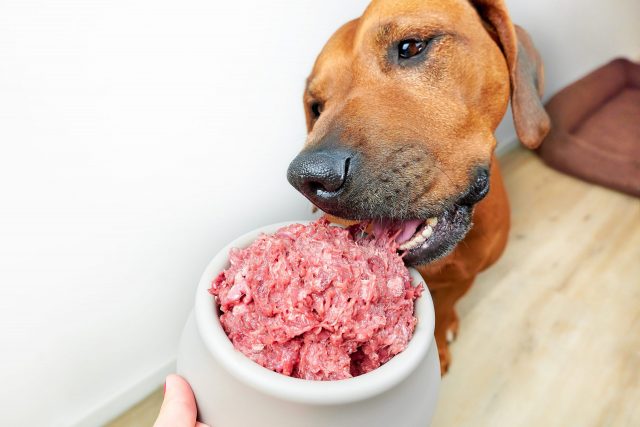 Hond die rauw voedsel eet