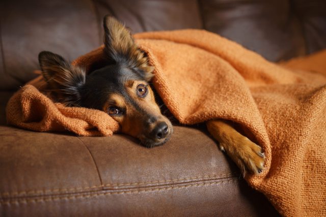 Depressieve hond onder deken