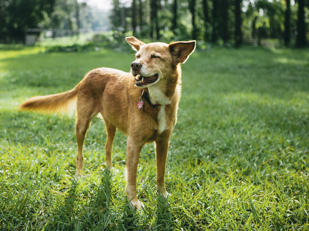 Gemengde hondenmutt populaire huisdier staat in gras