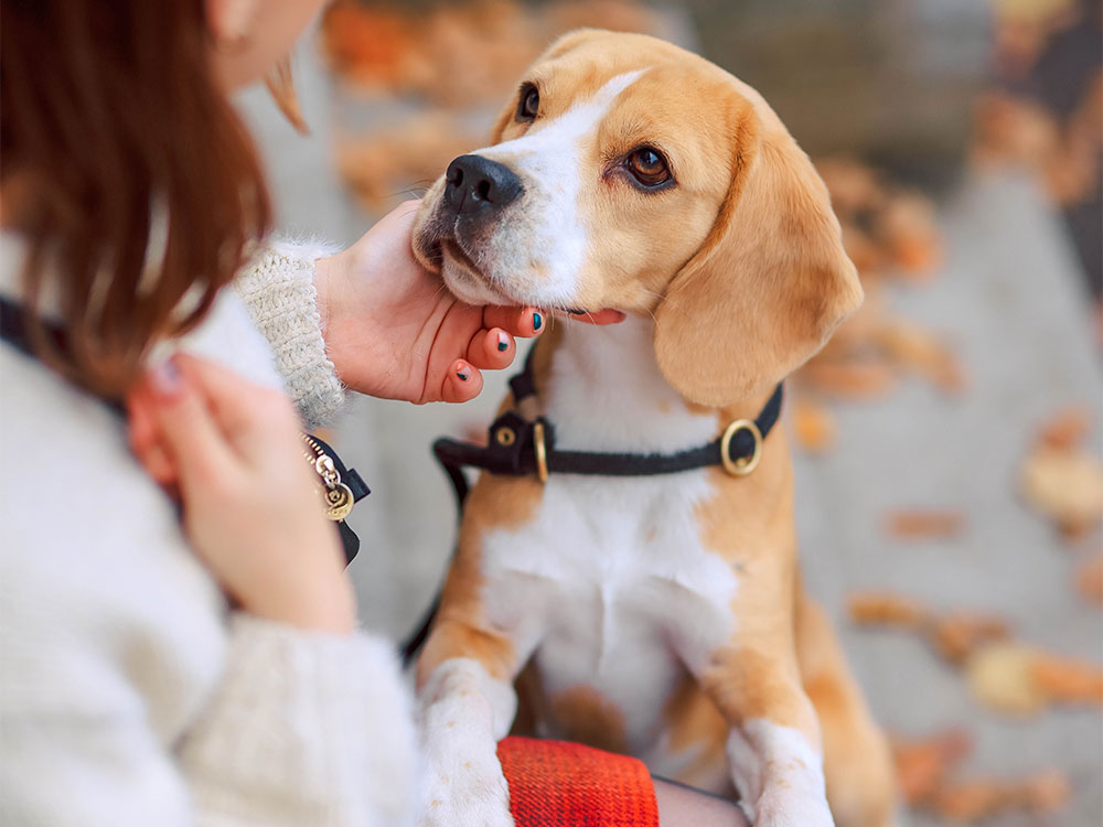 populaire beagle hond wordt geaaid door vrouw