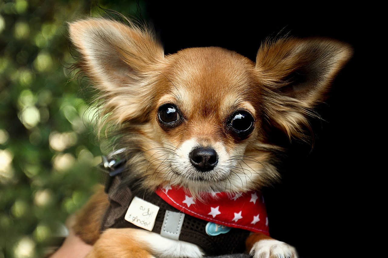 30 Beste geschenken voor een Chihuahua-eigenaar