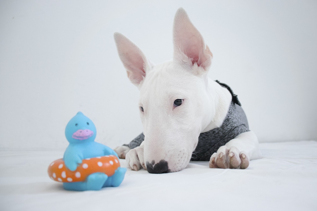 30 Beste geschenken voor een Franse Bull Terrier-eigenaar