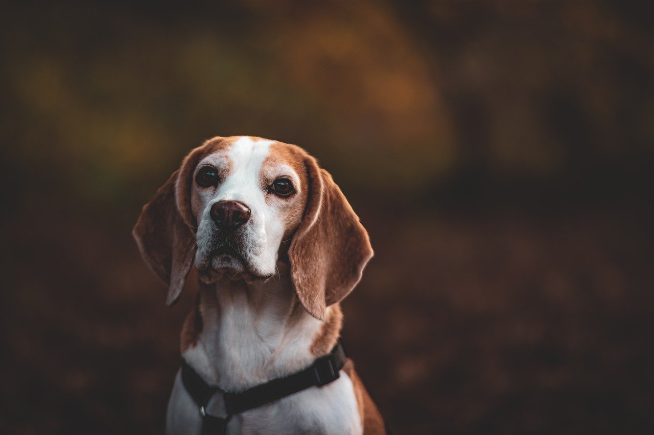 30 beste geschenken voor een Beagle-eigenaar