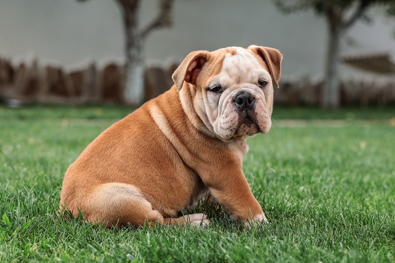 30 beste geschenken voor een bulldog-eigenaar