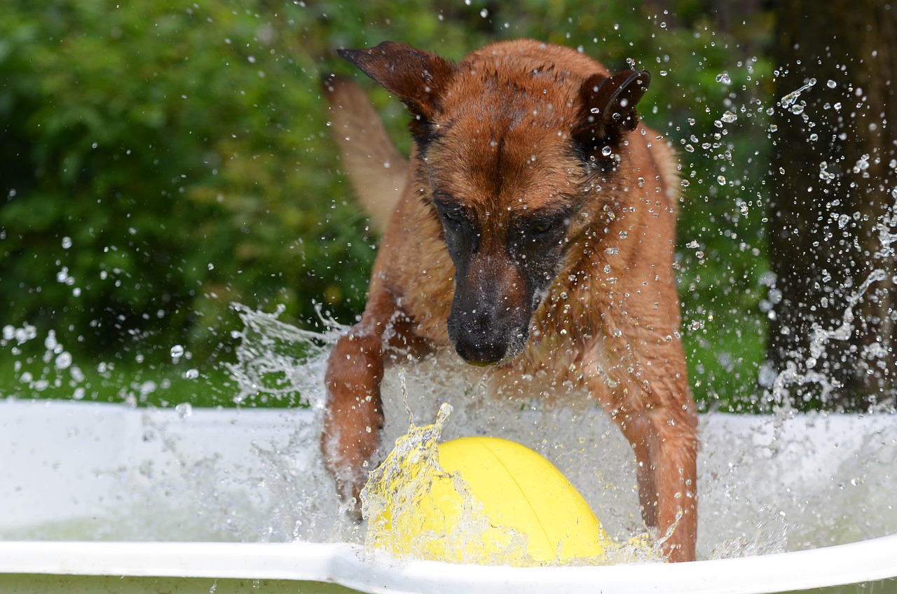 Hond Splash Pad