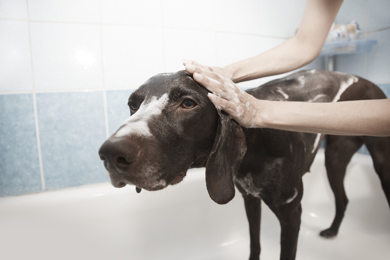Beste deshedding shampoos voor honden