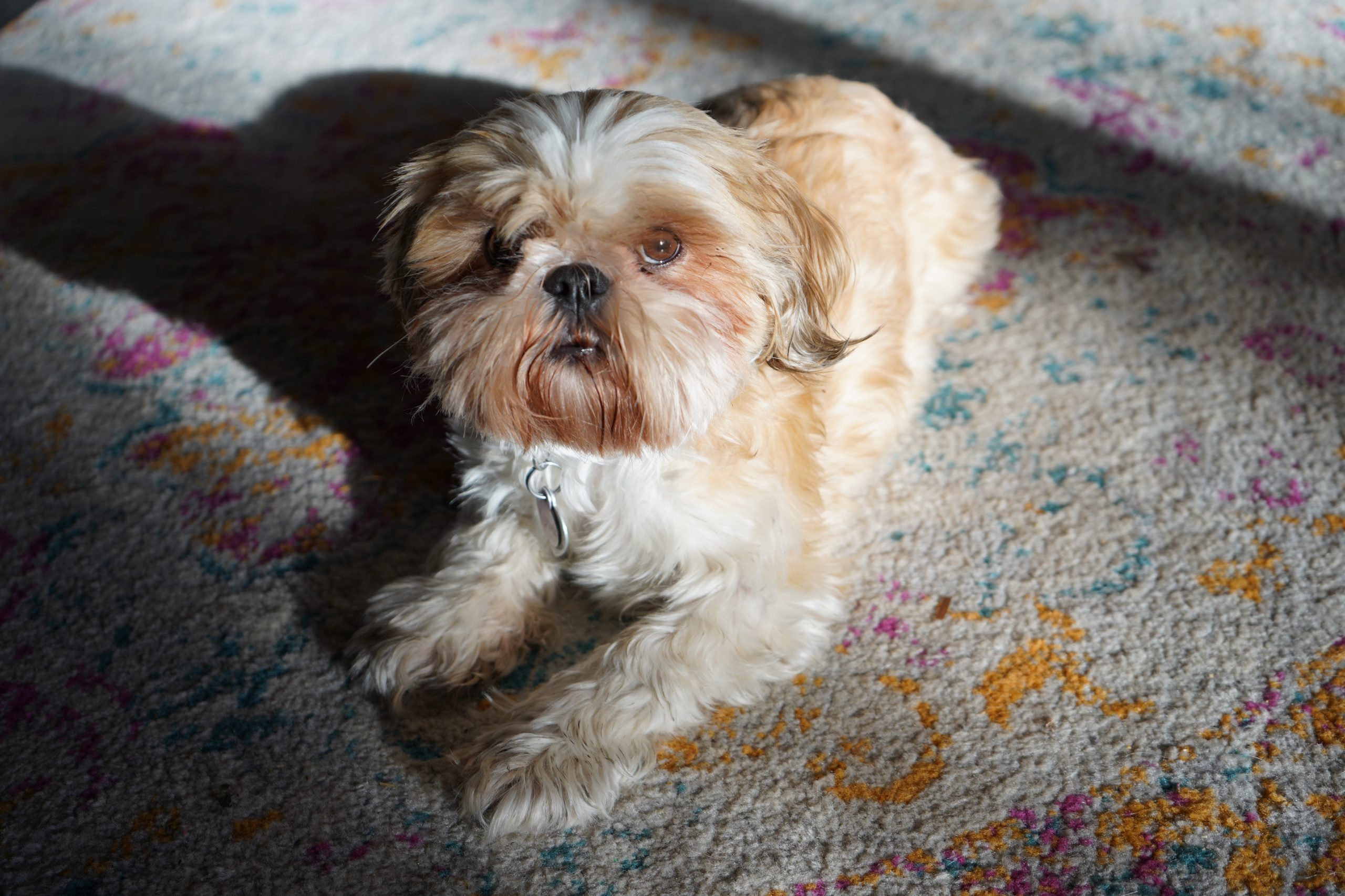 Beste draagbare tapijtreinigers voor huisdieren
