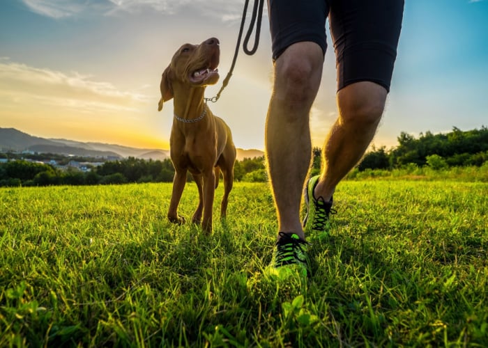 Activiteiten te doen op hondenparken wandelen en joggen