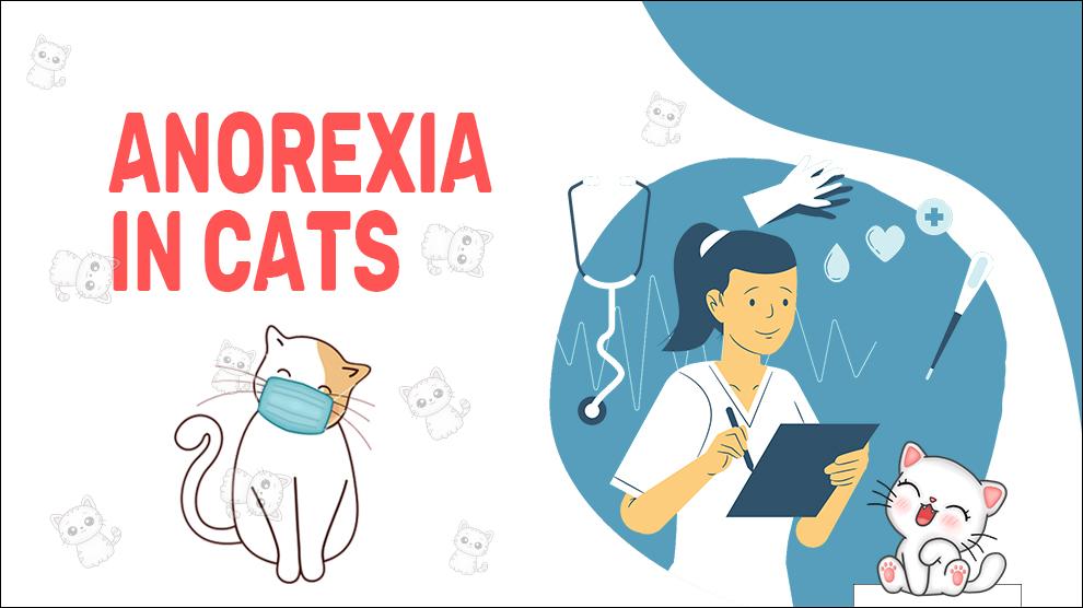 Anorexia bij katten