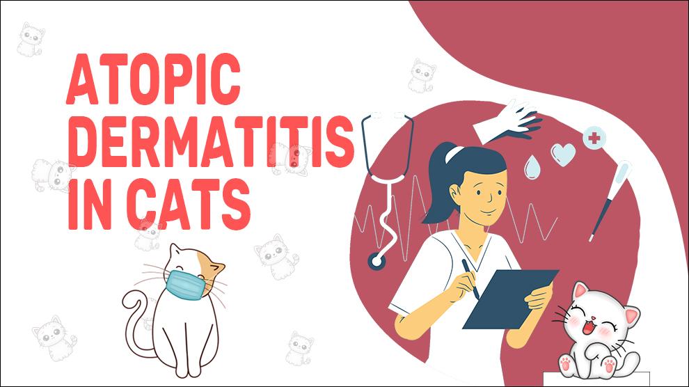 Atopische dermatitis bij katten