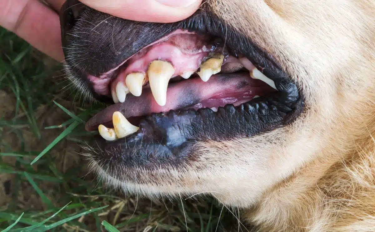 Close-up tanden oude hond met tandsteen tandheelkundige hond controle