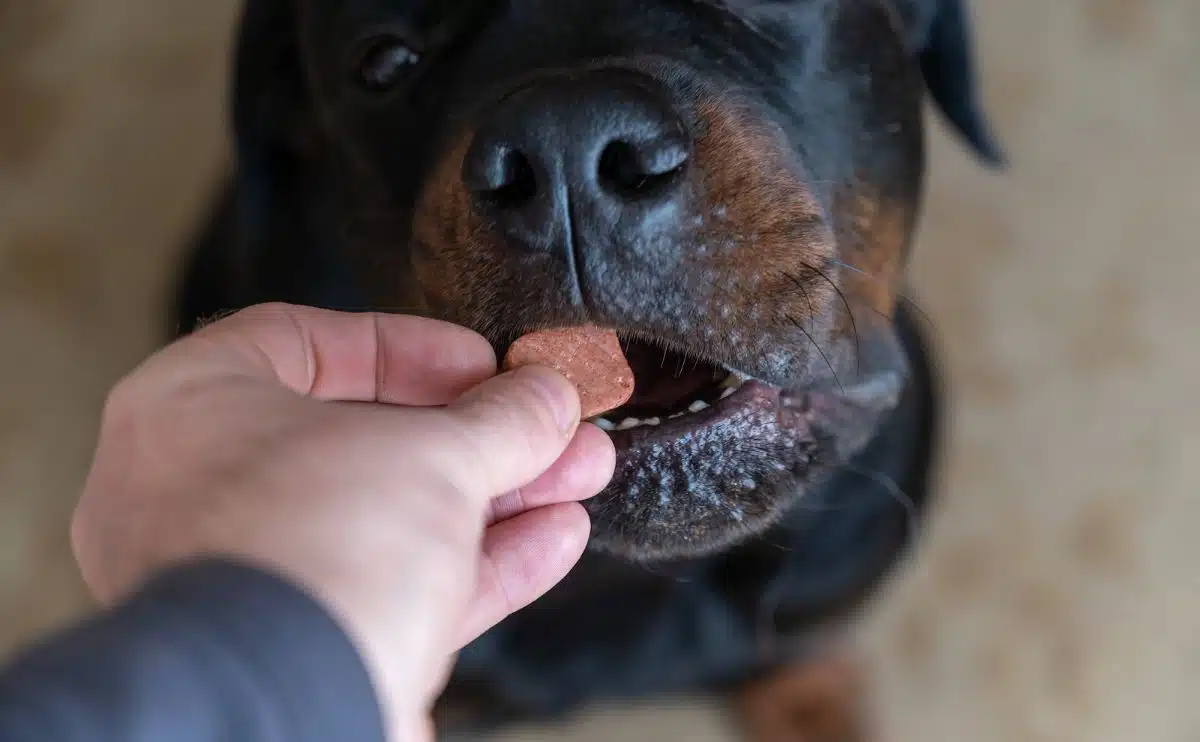 Rottweiler krijgt zittend een stuk brokjes te eten