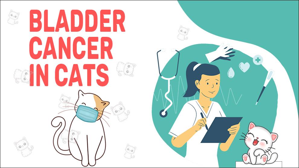 Blaaskanker bij katten