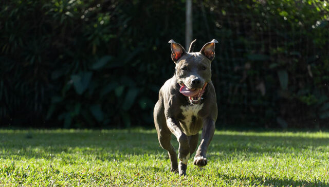 Blue Nose Pitbull Dog ras Profiel Uitgelichte afbeelding