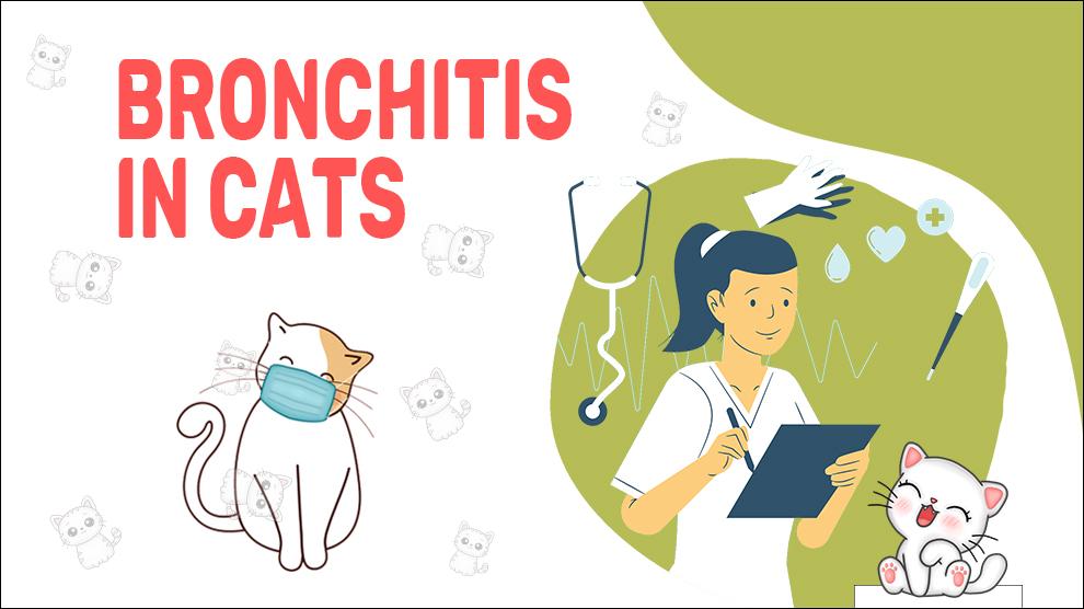 Bronchitis bij katten