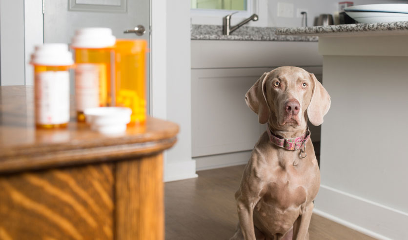 Geneesmiddelen voor huisdieren