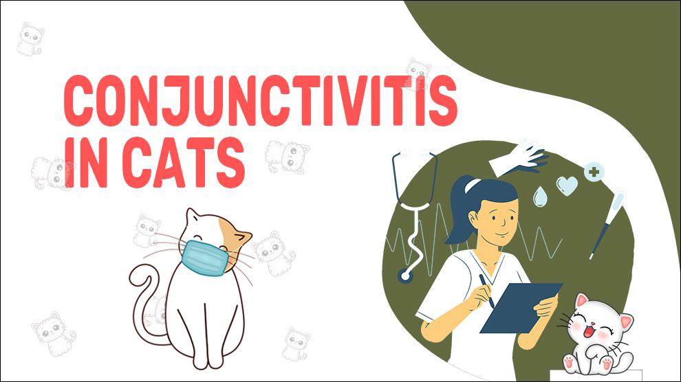 Conjunctivitis bij katten