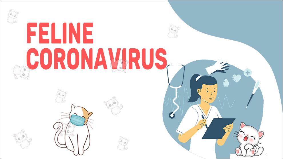 Coronavirus bij katten