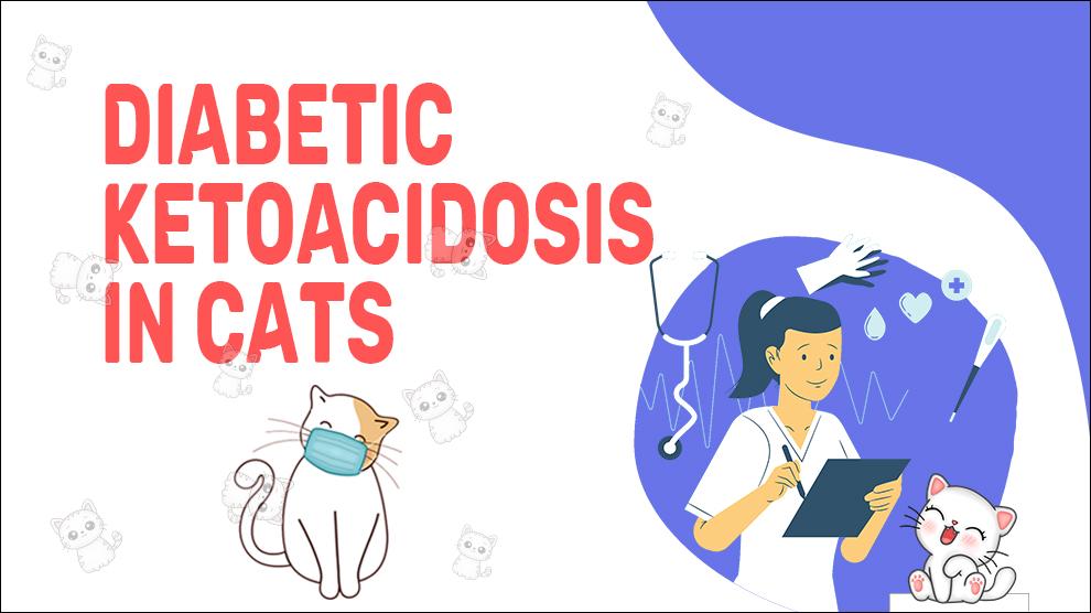 Diabetische ketoacidose bij katten