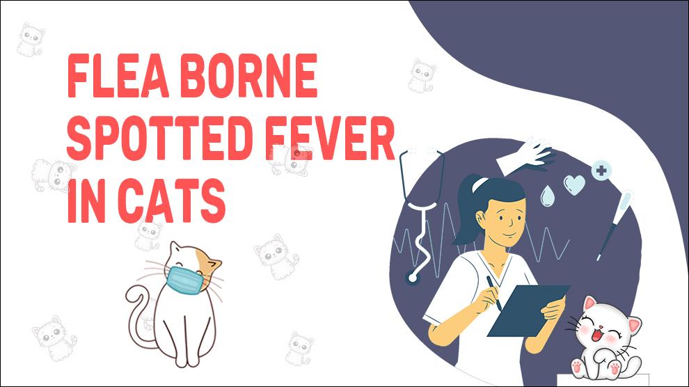 Fela Borne gevlekte koorts bij katten