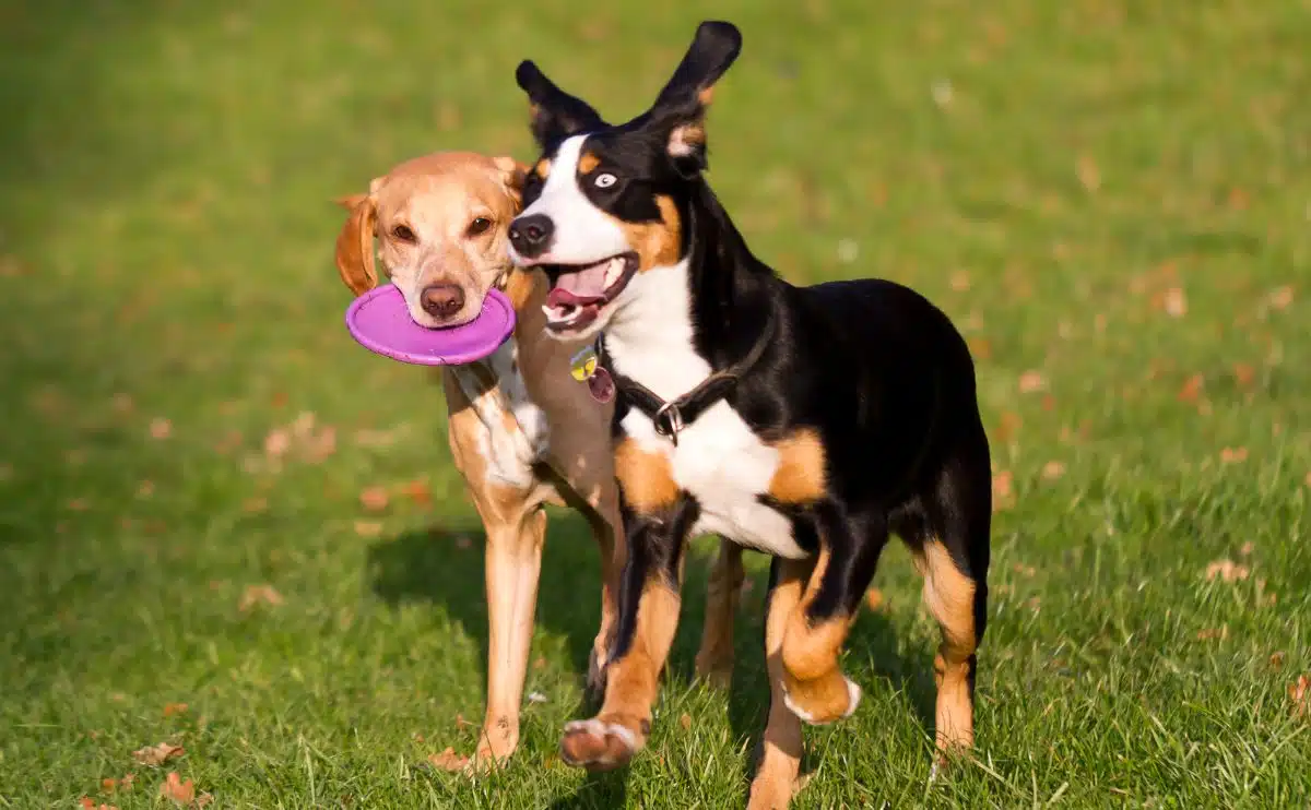 twee honden spelen met een roze frisbee in het gras