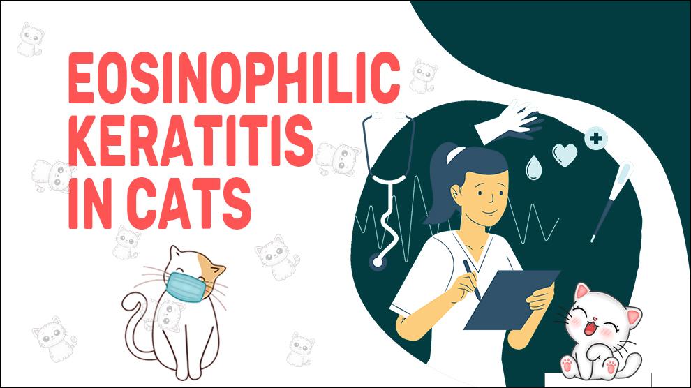 Eosinofiele keratitis bij katten