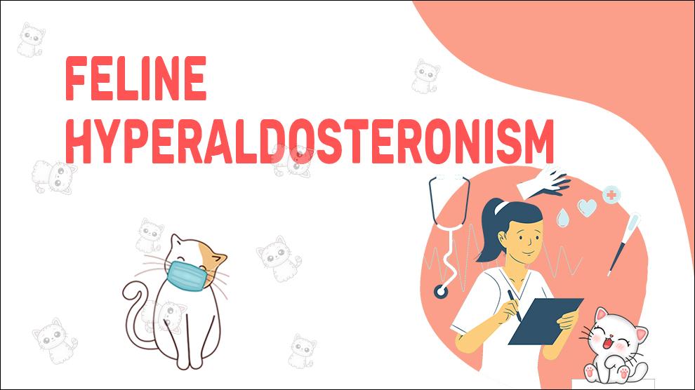 Feline Hyperaldosteronisme