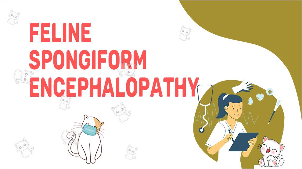 Feline Spongiforme Encefalopathie