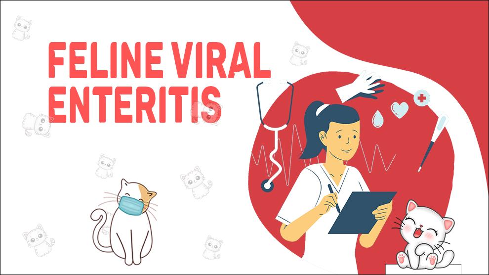 Feline virale enteritis