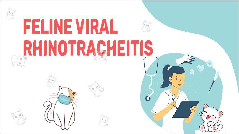 Feline virale rhinotracheïtis