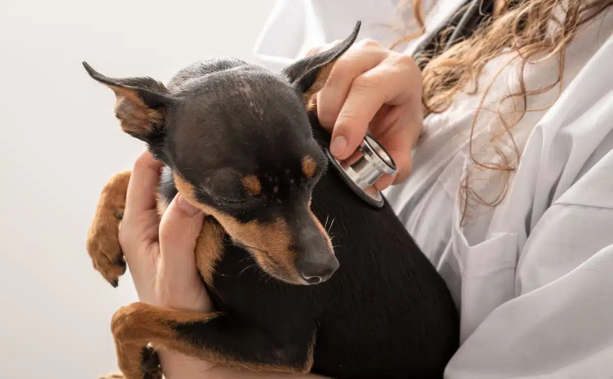 dierenarts raadpleegt een hondje dat met een stethoscoop controleert op een hartmurumer
