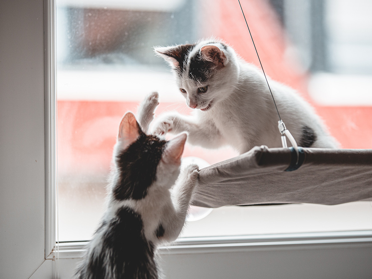 kittens die in het raam van de opvang spelen