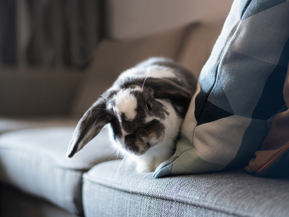 Indoor Bunny op bank heeft een langere levensduur