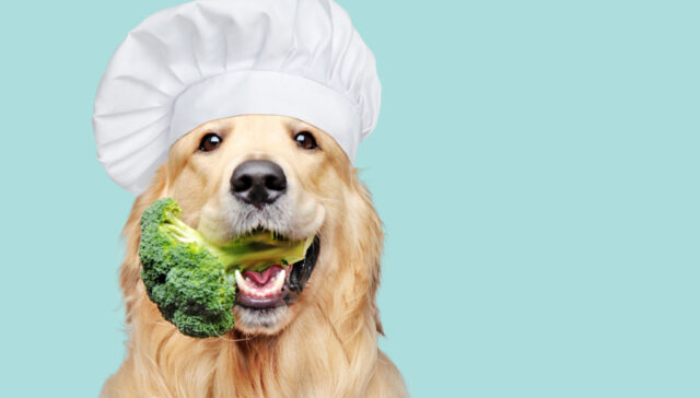 Kunnen honden broccoli eten