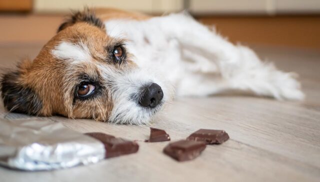 kunnen honden chocolade eten